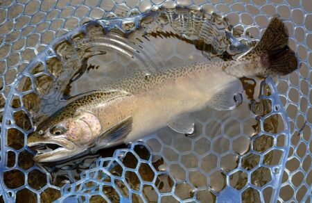 久しぶりのフライフィッシングだったが…　～岡崎トラウトポンド～